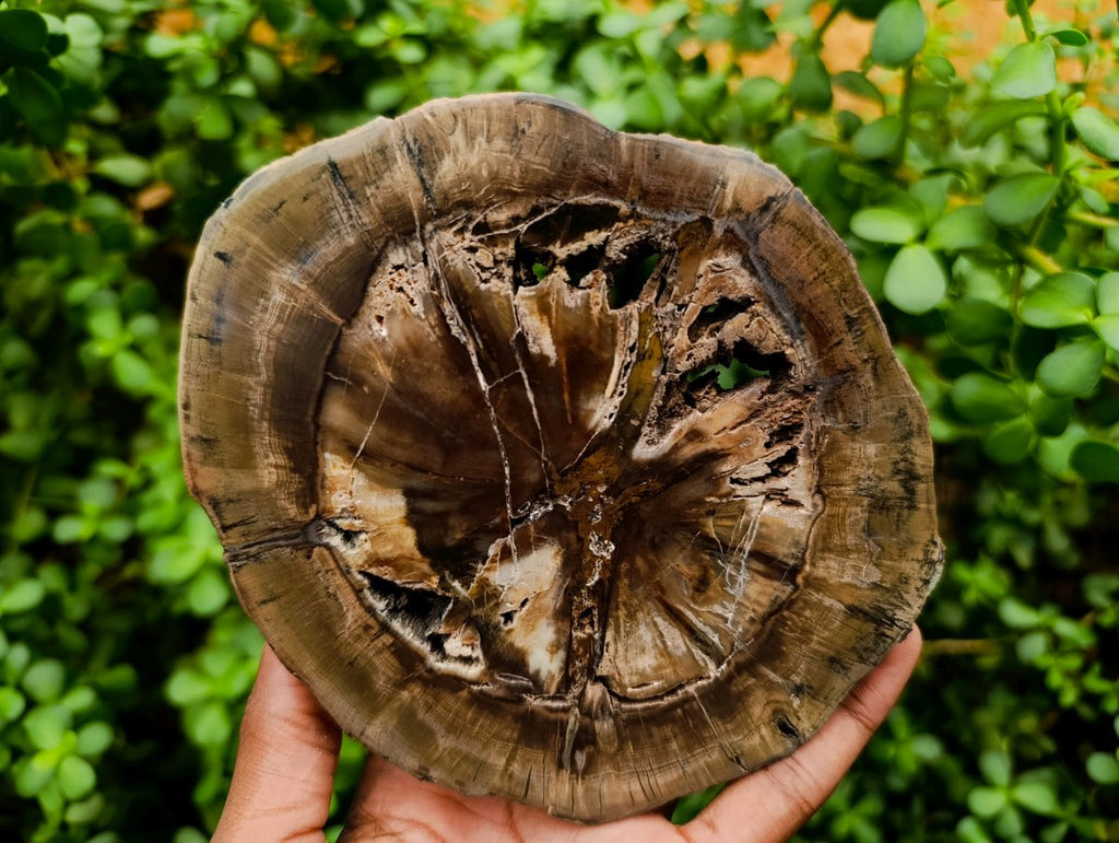 Polished Thick Dadoxylon Petrified Wood Slices x 4 From Gokwe, Zimbabwe - Toprock Gemstones and Minerals 