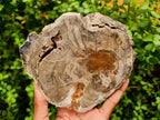 Polished Thick Dadoxylon Petrified Wood Slices x 4 From Gokwe, Zimbabwe - Toprock Gemstones and Minerals 