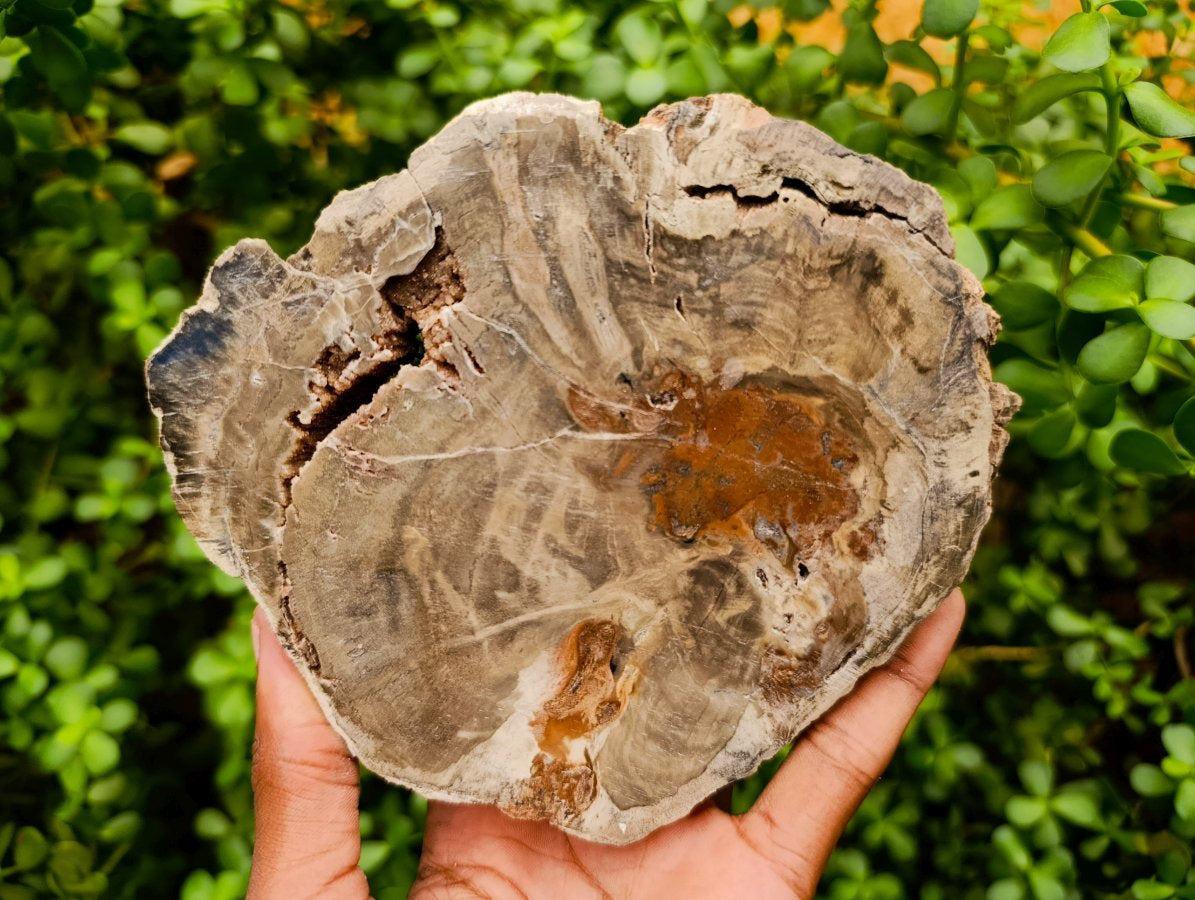 Polished Thick Dadoxylon Petrified Wood Slices x 4 From Gokwe, Zimbabwe - Toprock Gemstones and Minerals 