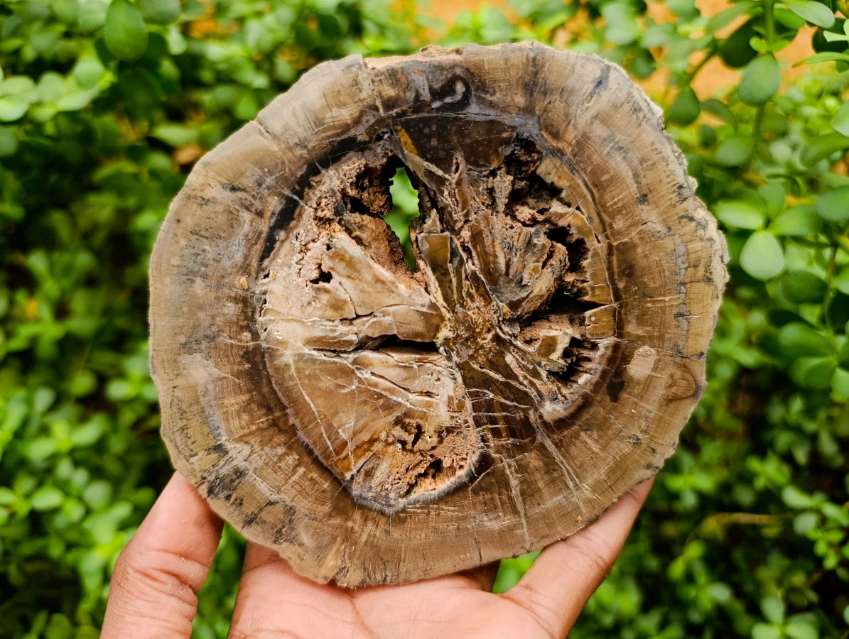 Polished Thick Dadoxylon Petrified Wood Slices x 4 From Gokwe, Zimbabwe - Toprock Gemstones and Minerals 