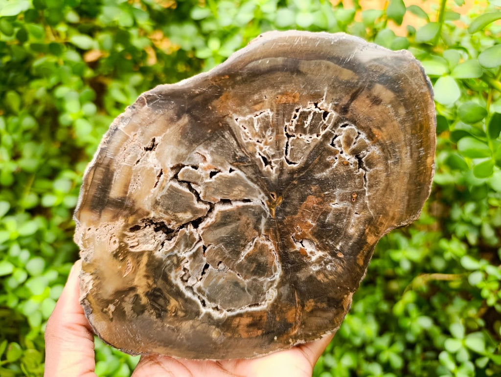 Polished Thick Dadoxylon Petrified Wood Slices x 4 From Gokwe, Zimbabwe - Toprock Gemstones and Minerals 