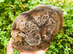 Polished Thick Dadoxylon Petrified Wood Slices x 4 From Gokwe, Zimbabwe - Toprock Gemstones and Minerals 