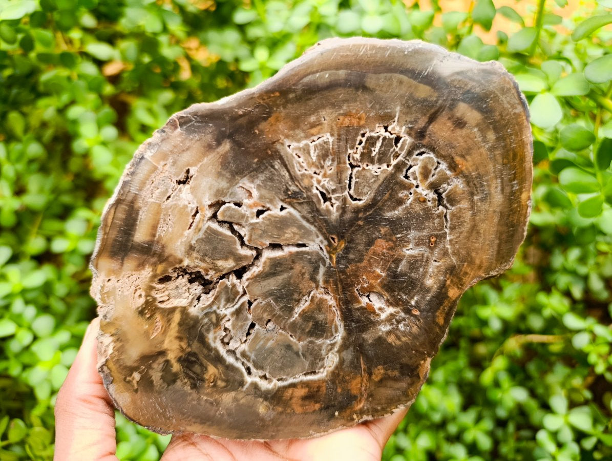 Polished Thick Dadoxylon Petrified Wood Slices x 4 From Gokwe, Zimbabwe - Toprock Gemstones and Minerals 