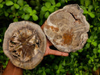 Polished Thick Dadoxylon Petrified Wood Slices x 4 From Gokwe, Zimbabwe - Toprock Gemstones and Minerals 