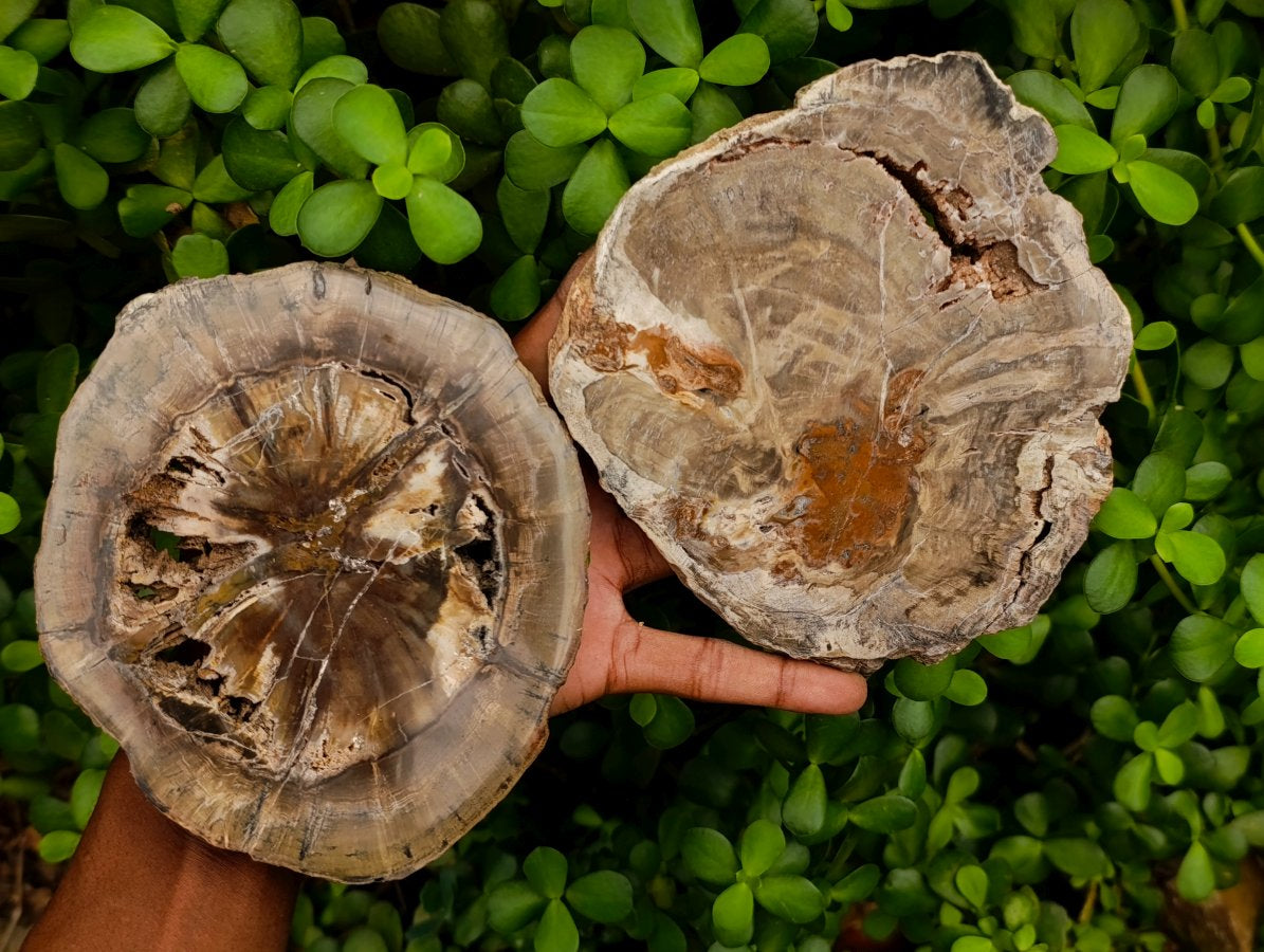 Polished Thick Dadoxylon Petrified Wood Slices x 4 From Gokwe, Zimbabwe - Toprock Gemstones and Minerals 