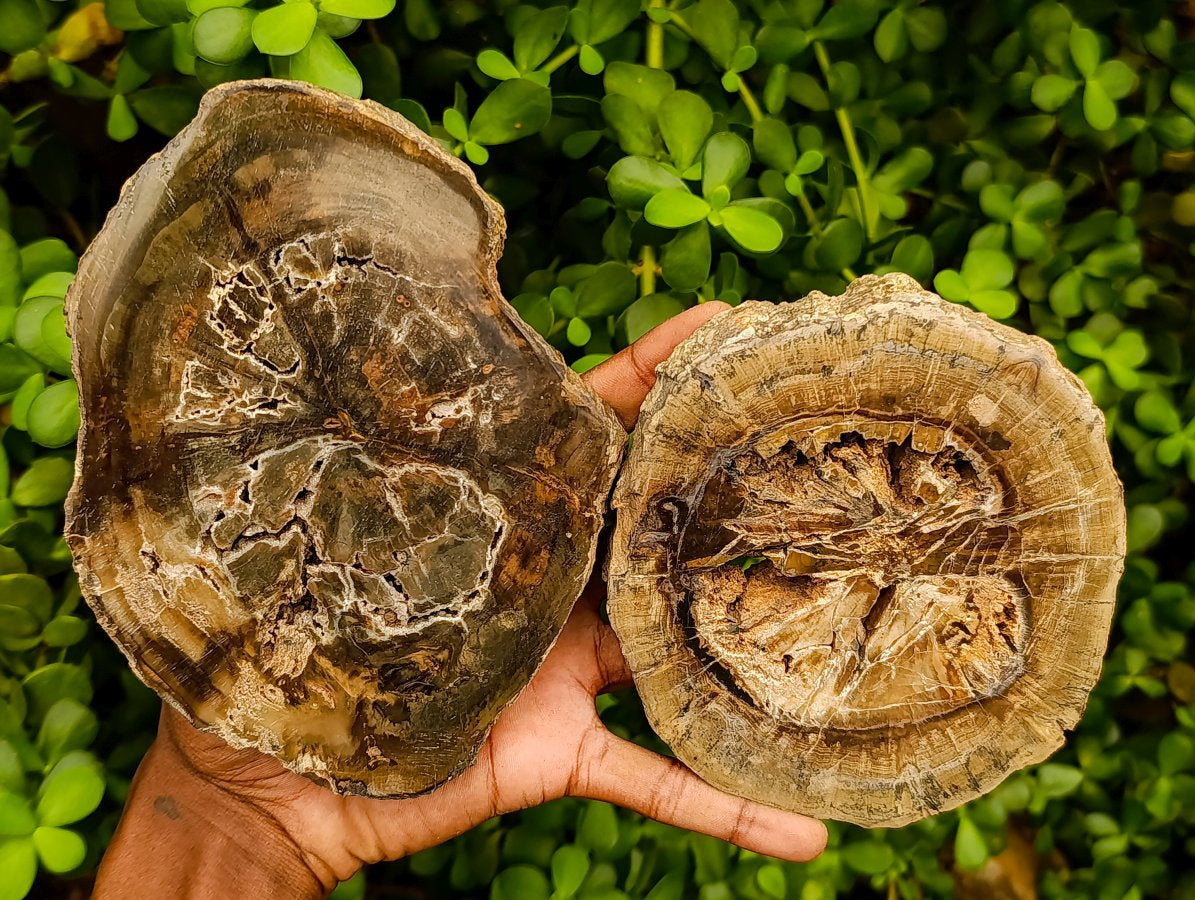 Polished Thick Dadoxylon Petrified Wood Slices x 4 From Gokwe, Zimbabwe - Toprock Gemstones and Minerals 