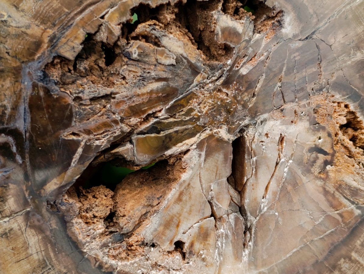 Polished Thick Dadoxylon Petrified Wood Slices x 4 From Gokwe, Zimbabwe - Toprock Gemstones and Minerals 