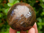 Polished Dadoxylon Petrified Wood Spheres x 6 From Gokwe, Zimbabwe - Toprock Gemstones and Minerals 