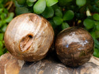 Polished Dadoxylon Petrified Wood Spheres x 6 From Gokwe, Zimbabwe - Toprock Gemstones and Minerals 