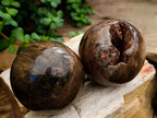Polished Dadoxylon Petrified Wood Spheres x 6 From Gokwe, Zimbabwe - Toprock Gemstones and Minerals 