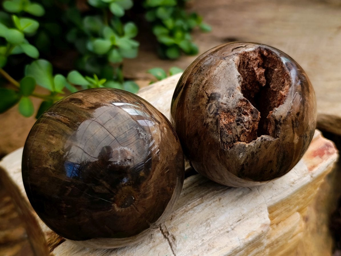 Polished Dadoxylon Petrified Wood Spheres x 6 From Gokwe, Zimbabwe - Toprock Gemstones and Minerals 