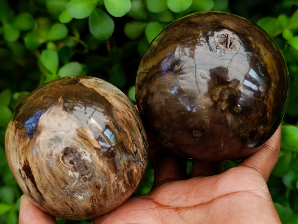 Polished Dadoxylon Petrified Wood Spheres x 6 From Gokwe, Zimbabwe - Toprock Gemstones and Minerals 