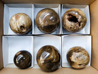 Polished Dadoxylon Petrified Wood Spheres x 6 From Gokwe, Zimbabwe - Toprock Gemstones and Minerals 