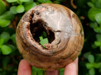 Polished Dadoxylon Petrified Wood Spheres x 6 From Gokwe, Zimbabwe - Toprock Gemstones and Minerals 