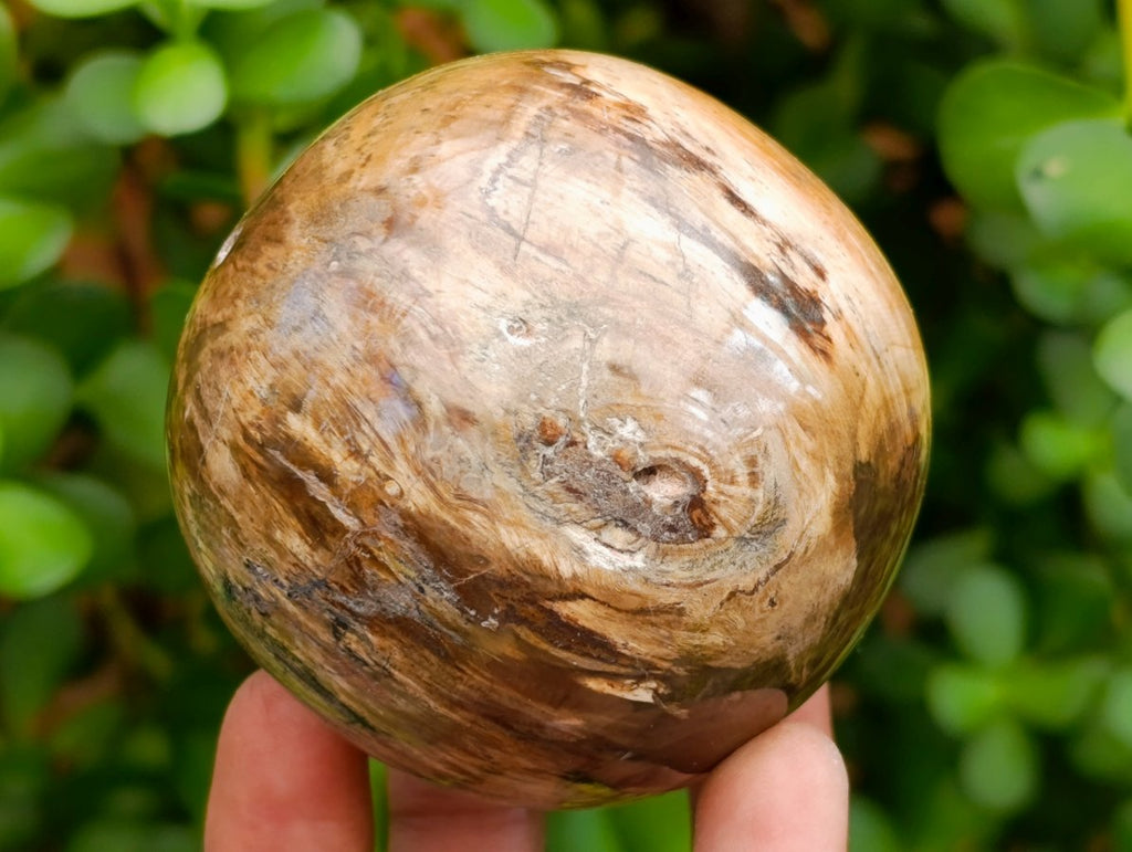 Polished Dadoxylon Petrified Wood Spheres x 6 From Gokwe, Zimbabwe - Toprock Gemstones and Minerals 