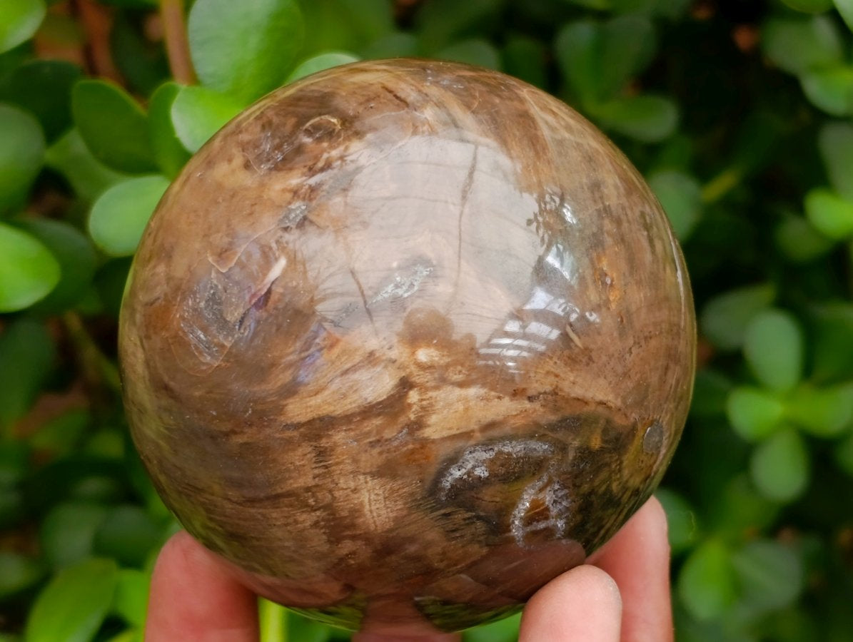 Polished Dadoxylon Petrified Wood Spheres x 6 From Gokwe, Zimbabwe - Toprock Gemstones and Minerals 