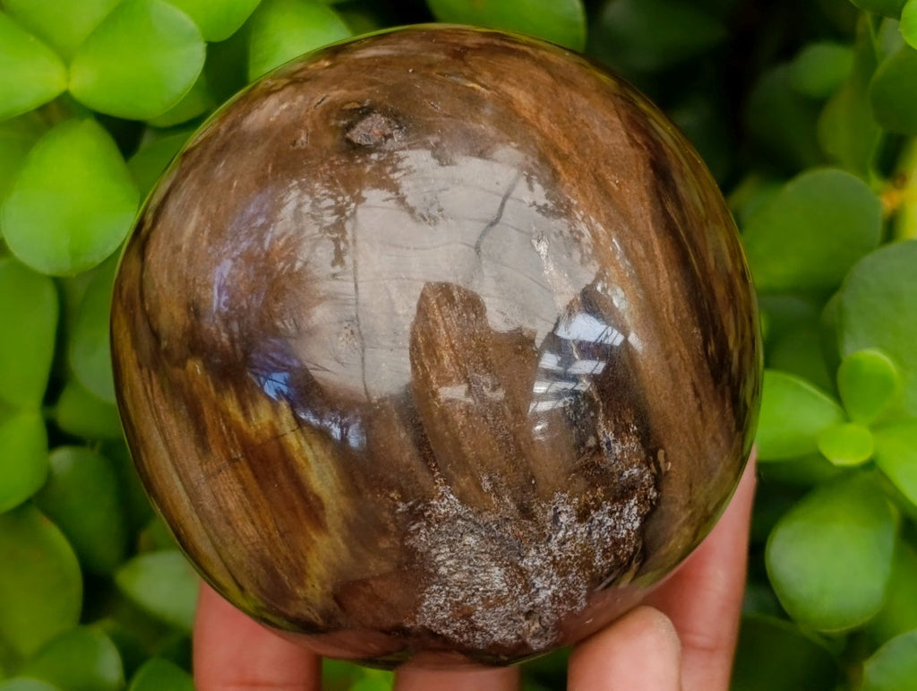 Polished Dadoxylon Petrified Wood Spheres x 6 From Gokwe, Zimbabwe - Toprock Gemstones and Minerals 