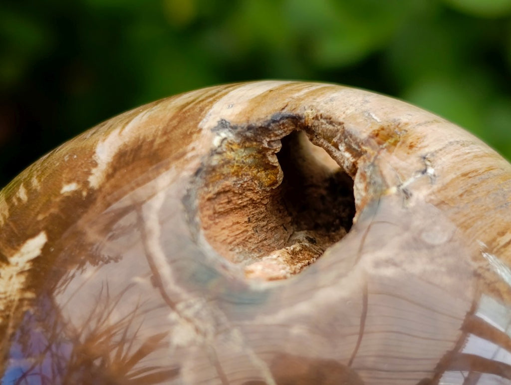 Polished Dadoxylon Petrified Wood Spheres x 6 From Gokwe, Zimbabwe - Toprock Gemstones and Minerals 