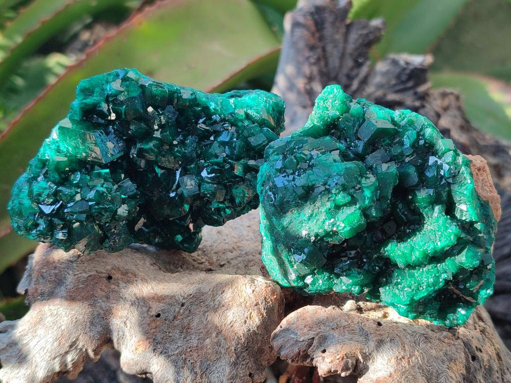 Natural Dioptase on Dolomite Specimens x 3 From Likasi, Congo - Toprock Gemstones and Minerals 