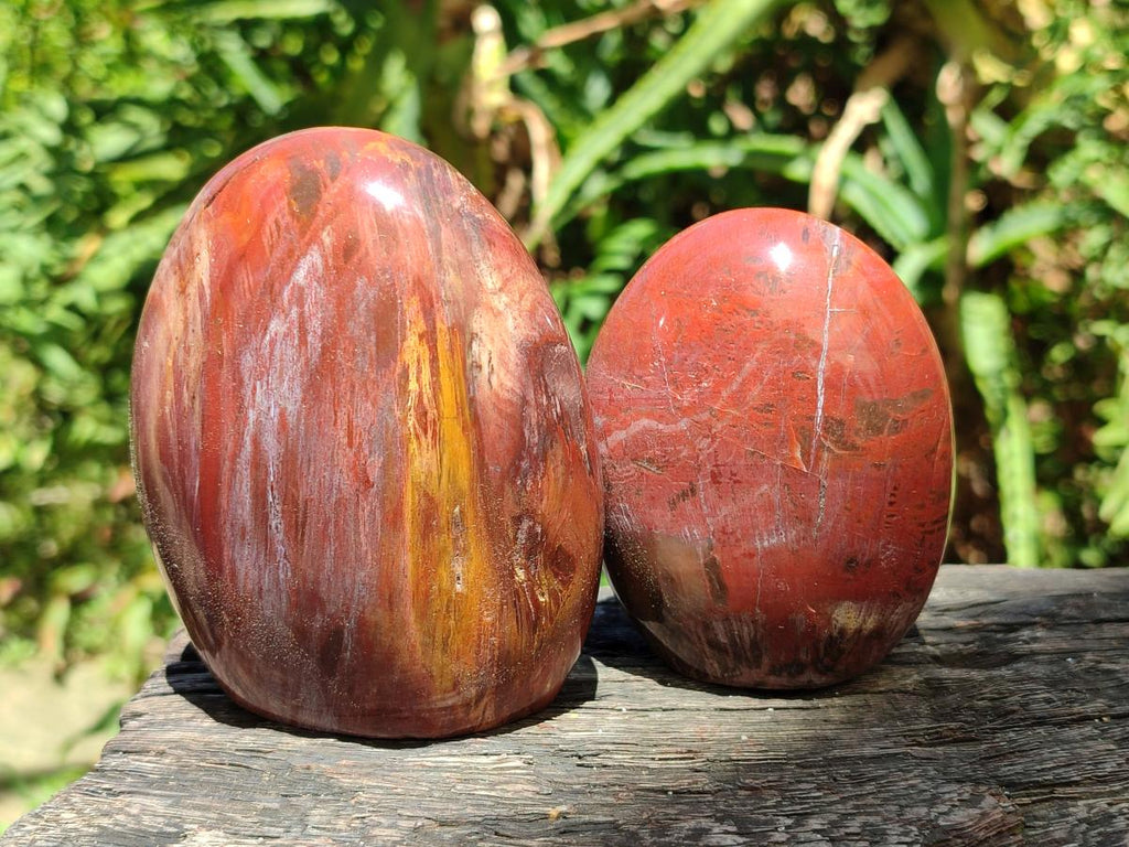Polished Red Podocarpus Petrified Wood Standing Free Forms x 6 From Mahajanga, Madagascar - Toprock Gemstones and Minerals 