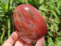 Polished Red Podocarpus Petrified Wood Standing Free Forms x 6 From Mahajanga, Madagascar - Toprock Gemstones and Minerals 
