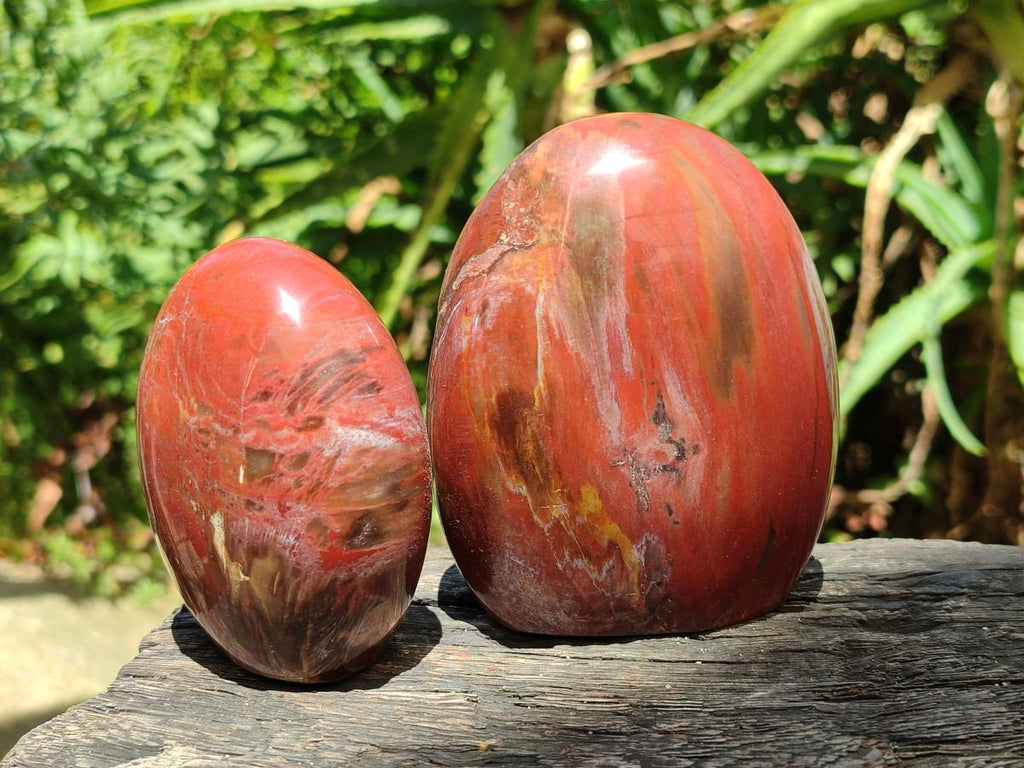 Polished Red Podocarpus Petrified Wood Standing Free Forms x 6 From Mahajanga, Madagascar - Toprock Gemstones and Minerals 