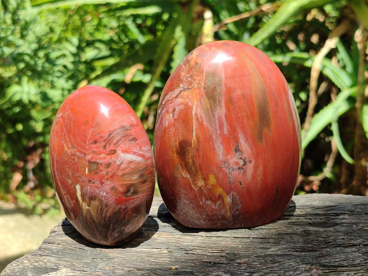 Polished Red Podocarpus Petrified Wood Standing Free Forms x 6 From Mahajanga, Madagascar - Toprock Gemstones and Minerals 