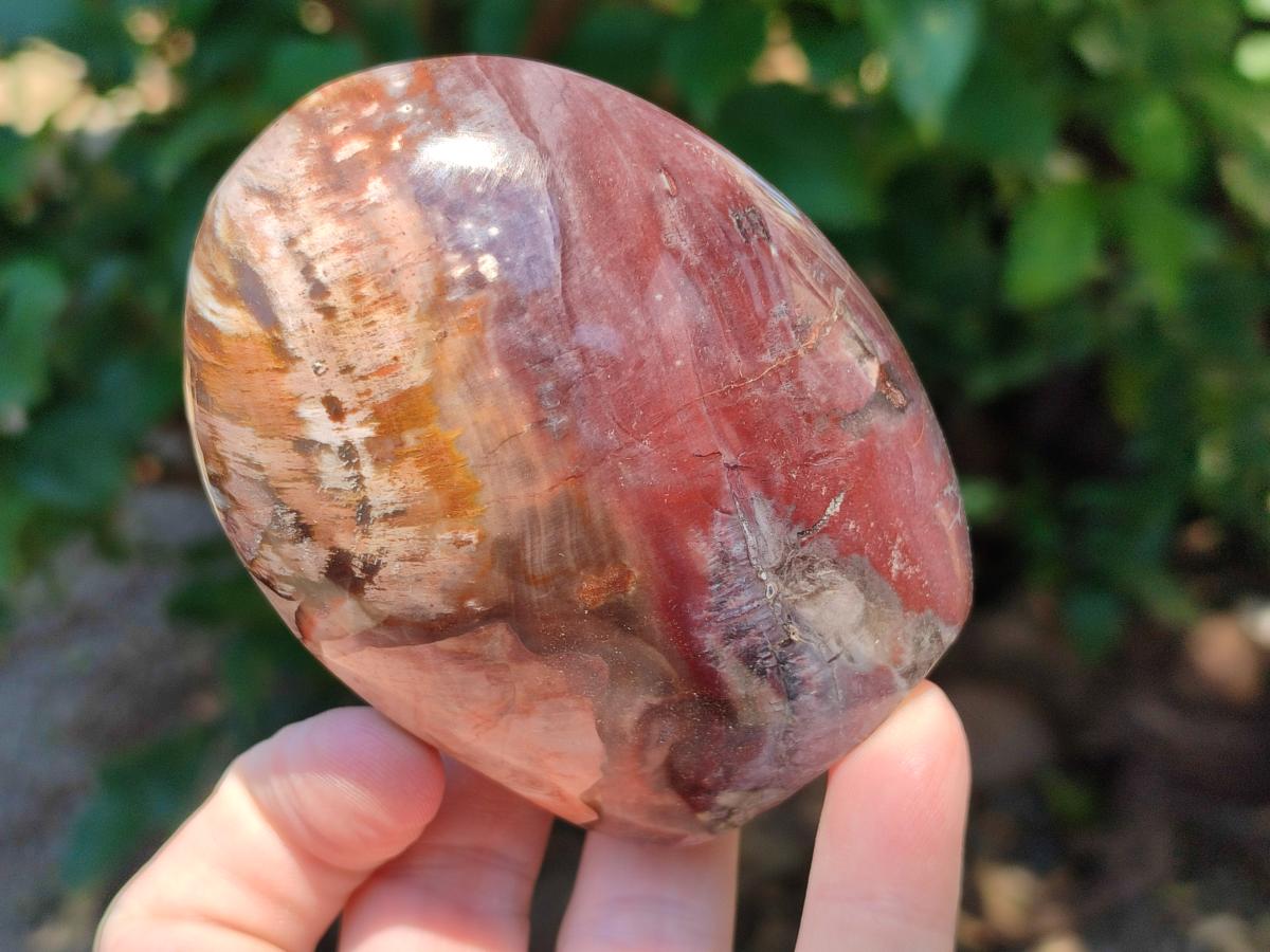 Polished Red Podocarpus Petrified Wood Standing Free Forms x 6 From Mahajanga, Madagascar - Toprock Gemstones and Minerals 