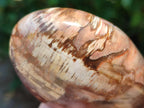 Polished Red Podocarpus Petrified Wood Standing Free Forms x 6 From Mahajanga, Madagascar - Toprock Gemstones and Minerals 