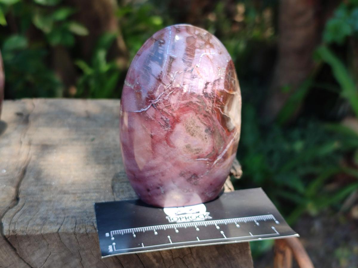 Polished Red Podocarpus Petrified Wood Standing Free Forms x 6 From Mahajanga, Madagascar - Toprock Gemstones and Minerals 
