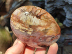 Polished Red Podocarpus Petrified Wood Standing Free Forms x 6 From Mahajanga, Madagascar - Toprock Gemstones and Minerals 
