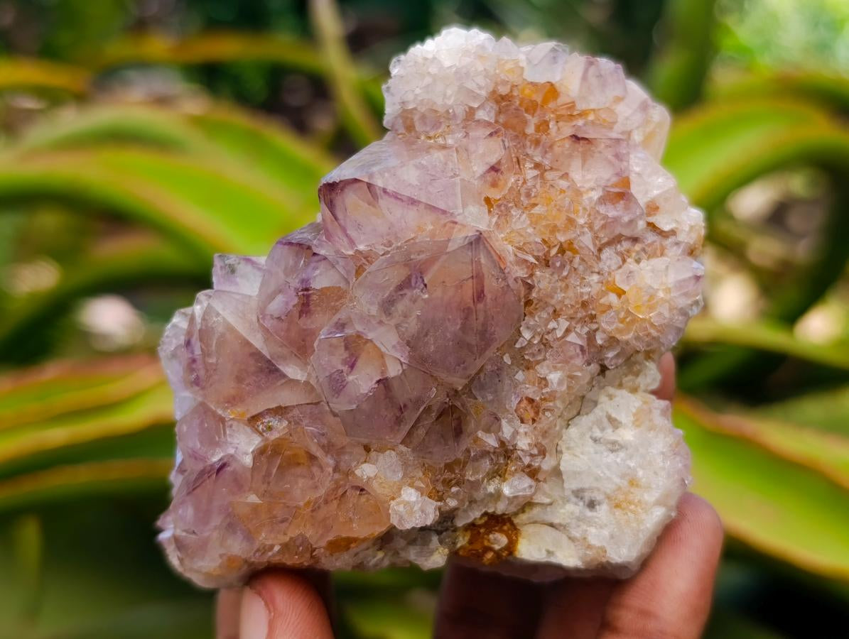 Natural Amethyst and Ametrine Spirit Clusters x 6 From Boekenhouthoek, South Africa - Toprock Gemstones and Minerals 