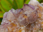 Natural Amethyst and Ametrine Spirit Clusters x 6 From Boekenhouthoek, South Africa - Toprock Gemstones and Minerals 