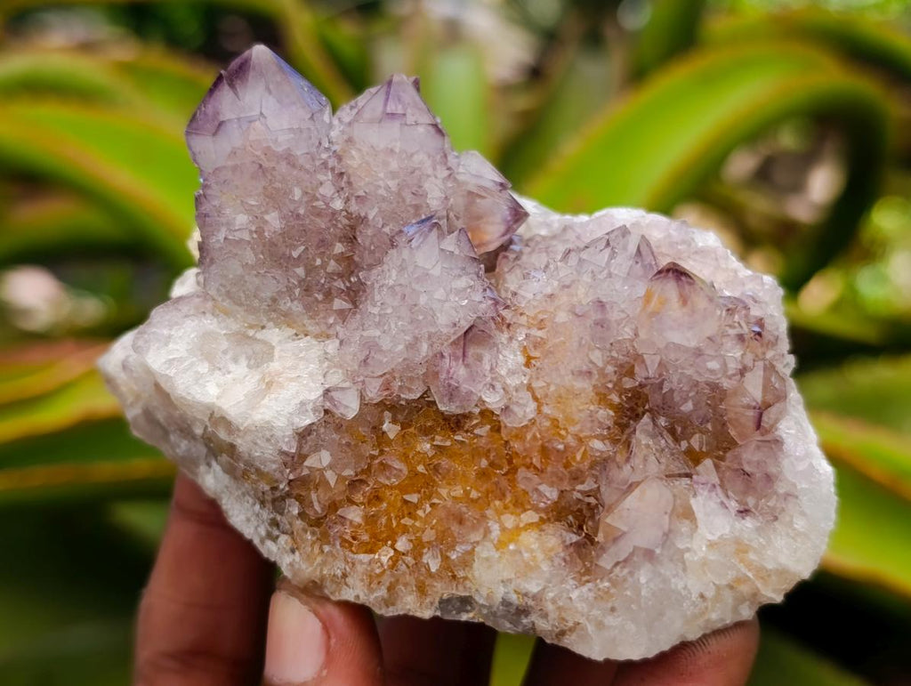 Natural Amethyst and Ametrine Spirit Clusters x 6 From Boekenhouthoek, South Africa - Toprock Gemstones and Minerals 