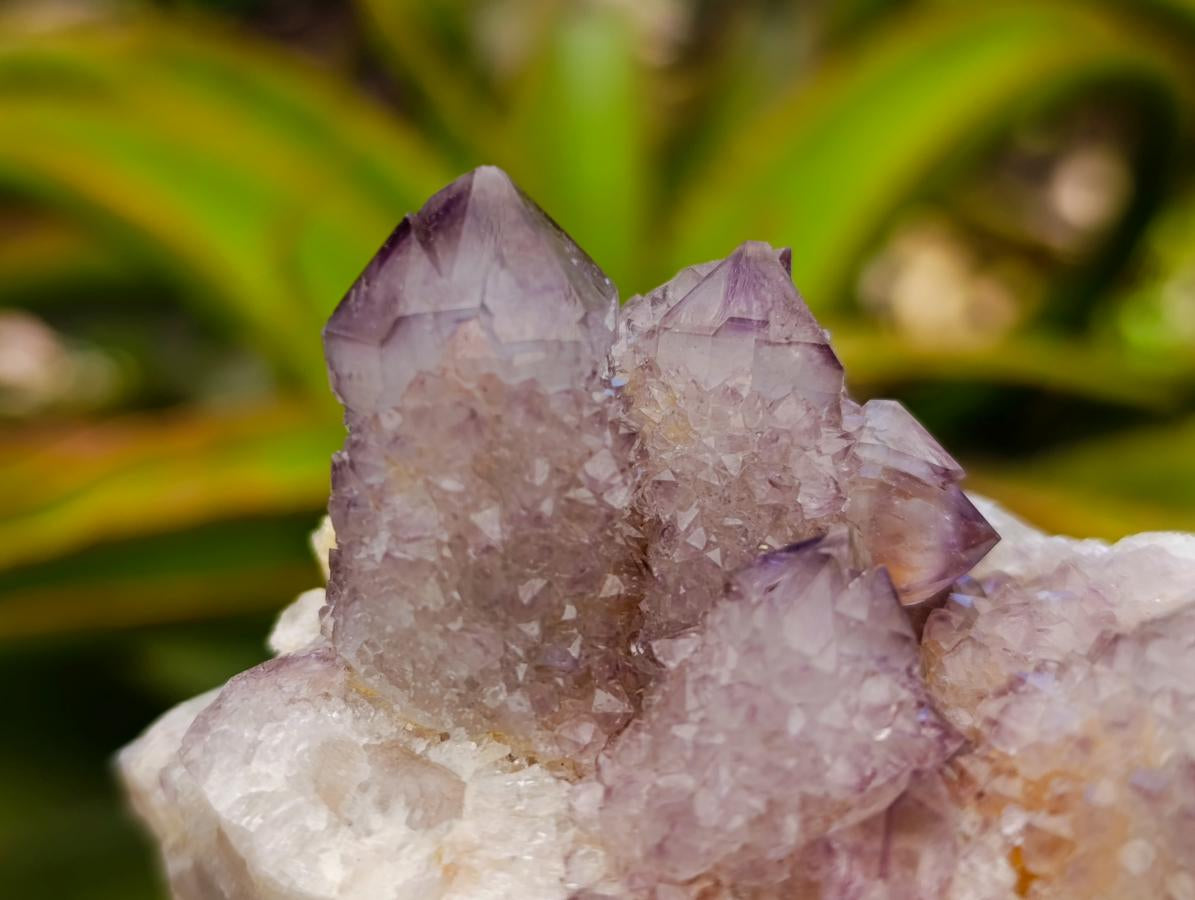 Natural Amethyst and Ametrine Spirit Clusters x 6 From Boekenhouthoek, South Africa - Toprock Gemstones and Minerals 