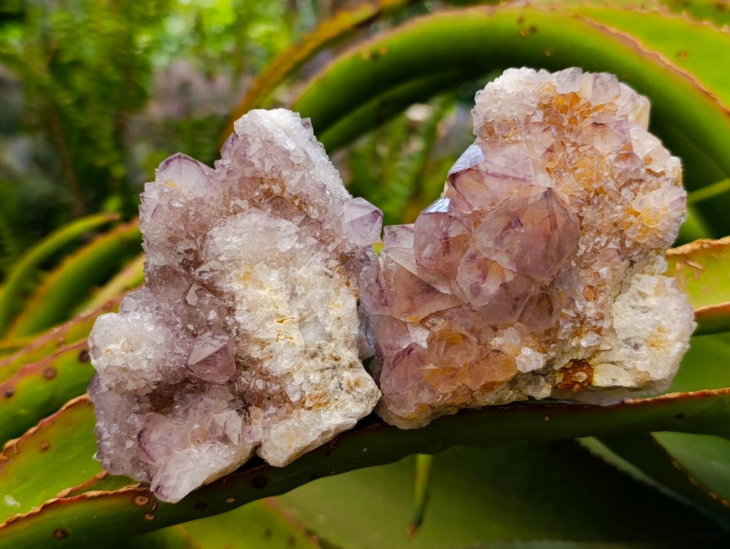 Natural Amethyst and Ametrine Spirit Clusters x 6 From Boekenhouthoek, South Africa - Toprock Gemstones and Minerals 