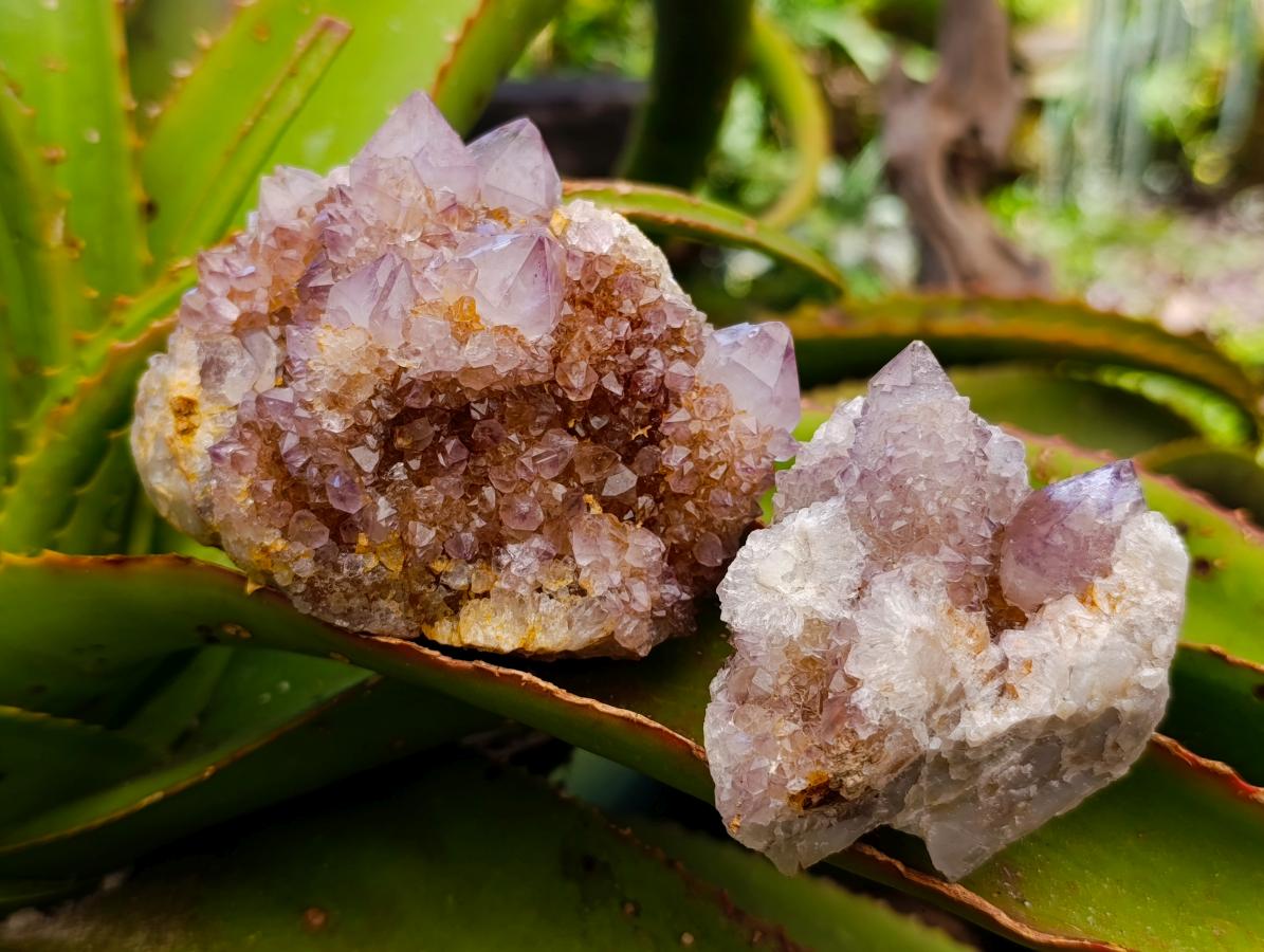 Natural Amethyst and Ametrine Spirit Clusters x 6 From Boekenhouthoek, South Africa - Toprock Gemstones and Minerals 