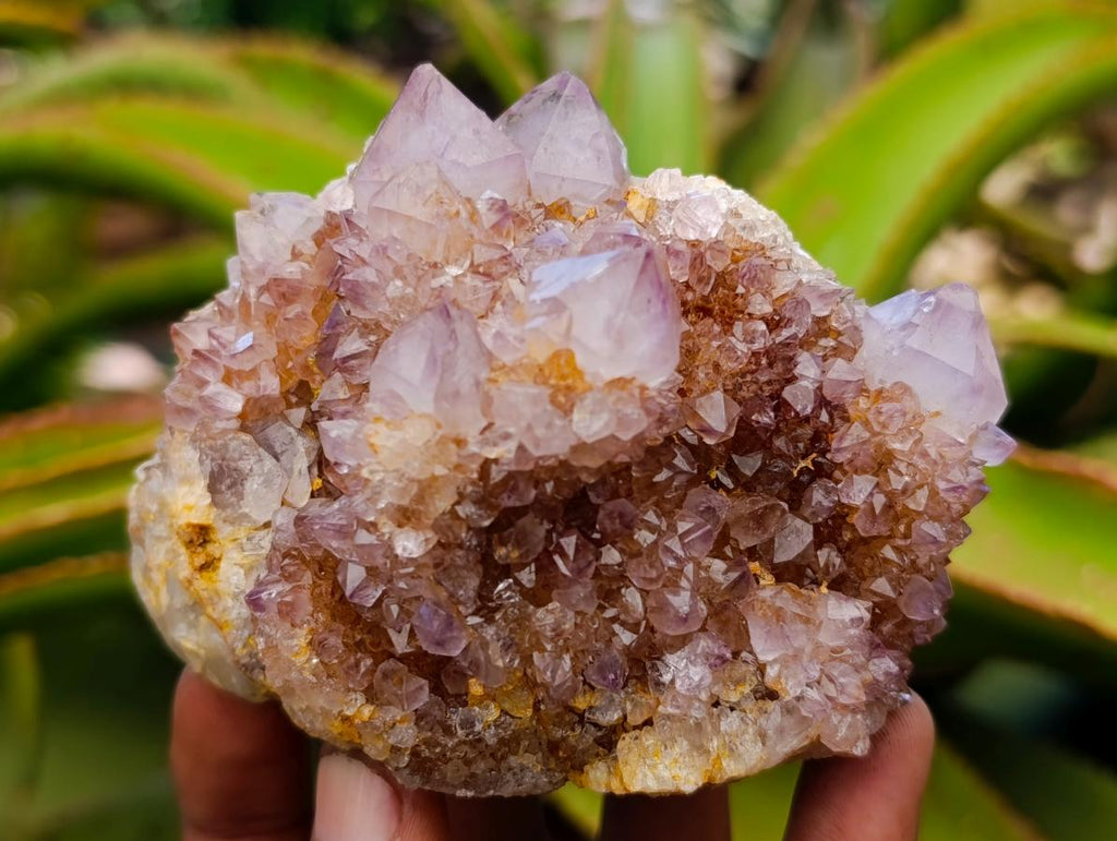 Natural Amethyst and Ametrine Spirit Clusters x 6 From Boekenhouthoek, South Africa - Toprock Gemstones and Minerals 