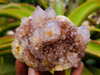 Natural Amethyst and Ametrine Spirit Clusters x 6 From Boekenhouthoek, South Africa - Toprock Gemstones and Minerals 