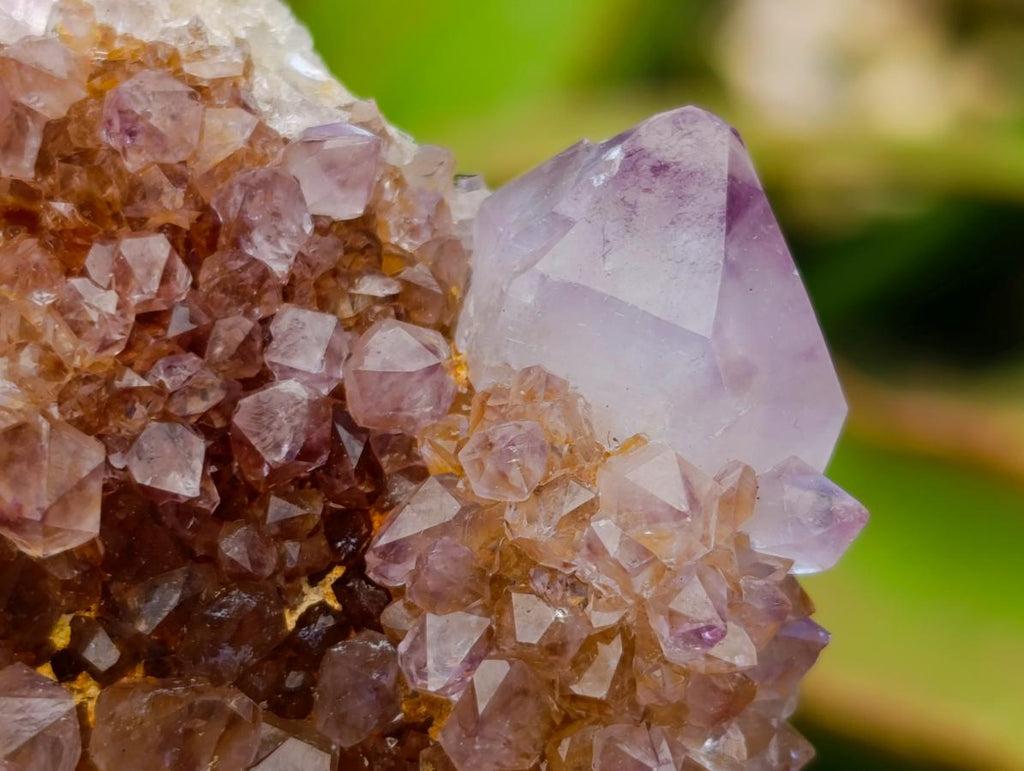 Natural Amethyst and Ametrine Spirit Clusters x 6 From Boekenhouthoek, South Africa - Toprock Gemstones and Minerals 
