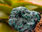 Natural Silky Malachite Specimens x 13 From Kasompe, Congo - Toprock Gemstones and Minerals 