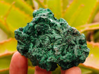 Natural Silky Malachite Specimens x 13 From Kasompe, Congo - Toprock Gemstones and Minerals 