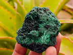 Natural Silky Malachite Specimens x 13 From Kasompe, Congo - Toprock Gemstones and Minerals 