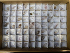 Natural Brandberg Window Quartz Crystals x 70 From Brandberg, Namibia - Toprock Gemstones and Minerals 