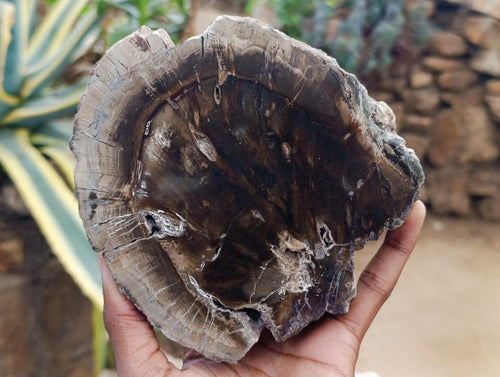 Polished Dadoxylon Petrified Wood Slices x 2 From Gokwe, Zimbabwe - Toprock Gemstones and Minerals 