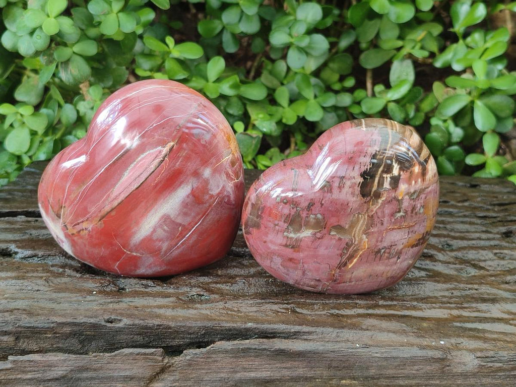 Polished Large Red Podocarpus Petrified Wood Hearts x 2 From Mahajanga, Madagascar - Toprock Gemstones and Minerals 