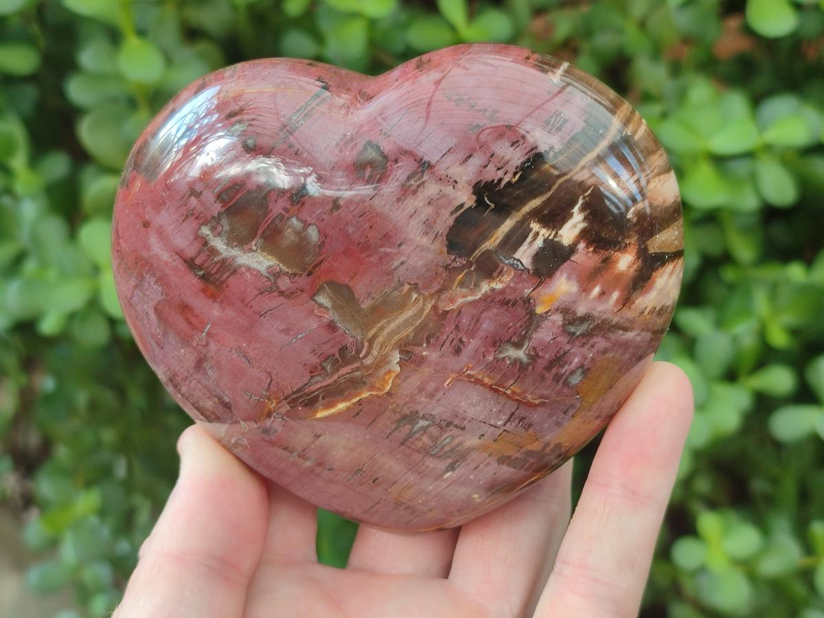Polished Large Red Podocarpus Petrified Wood Hearts x 2 From Mahajanga, Madagascar - Toprock Gemstones and Minerals 
