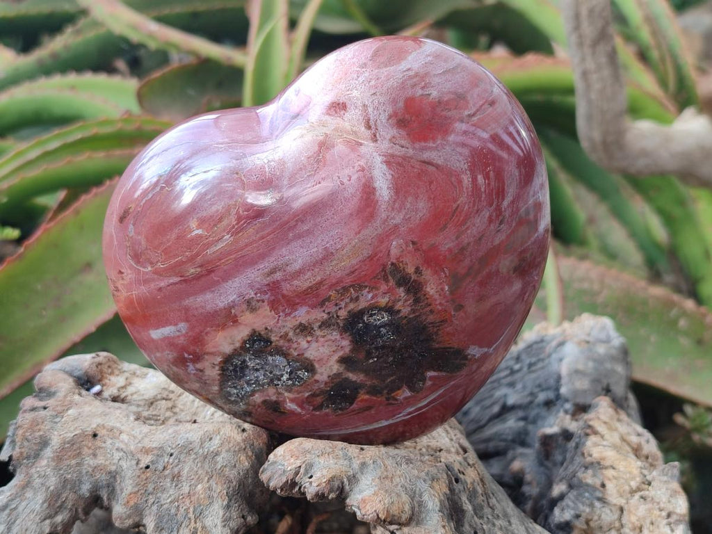 Polished Large Red Podocarpus Petrified Wood Hearts x 2 From Mahajanga, Madagascar - Toprock Gemstones and Minerals 