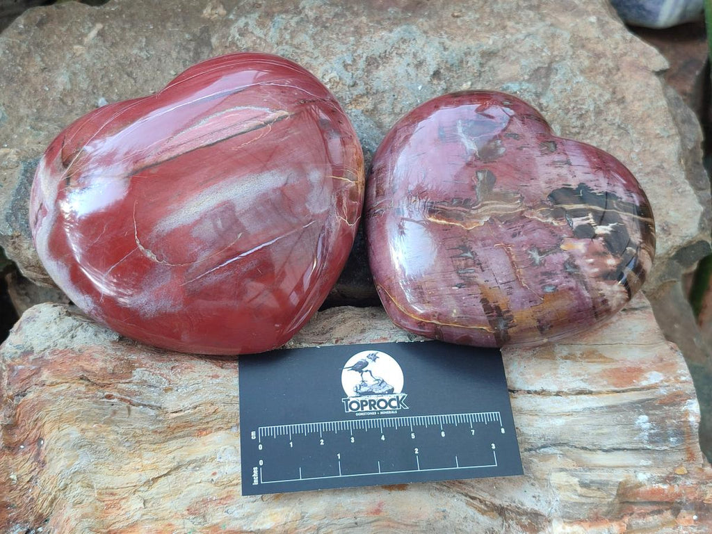 Polished Large Red Podocarpus Petrified Wood Hearts x 2 From Mahajanga, Madagascar - Toprock Gemstones and Minerals 