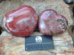 Polished Large Red Podocarpus Petrified Wood Hearts x 2 From Mahajanga, Madagascar - Toprock Gemstones and Minerals 